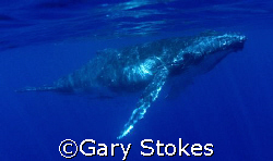 Humpback Calf  by Gary Stokes 